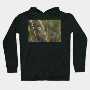 Brown Argus butterfly Hoodie